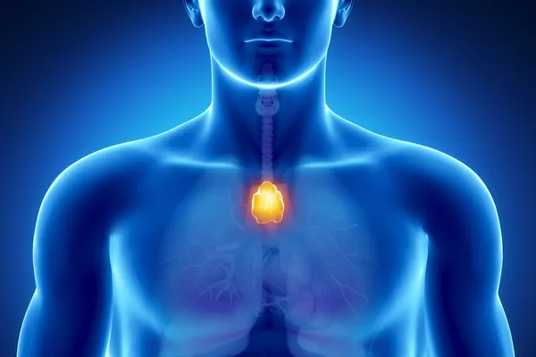 Male thymus anatomy — Stock Photo, Image