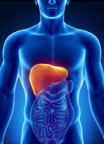 Male liver anatomy with digestive organs — Stock Photo, Image