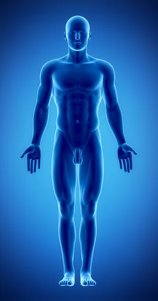 Männliche Figur in anatomischer Position — Stockfoto