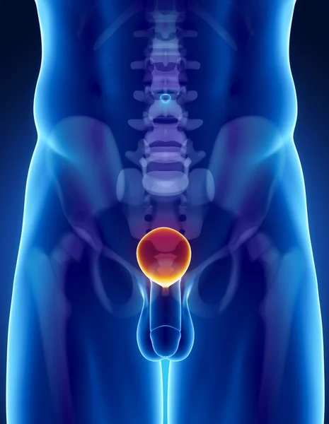 Mänskliga urinblåsan anatomi med bäckenet och ryggraden — Stockfoto