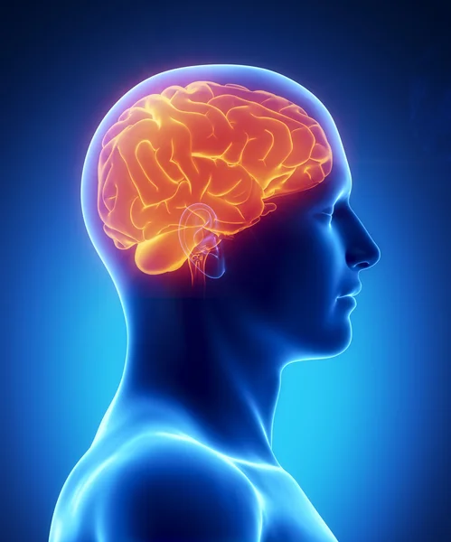 Human brain glowing lateral view — Stock Photo, Image