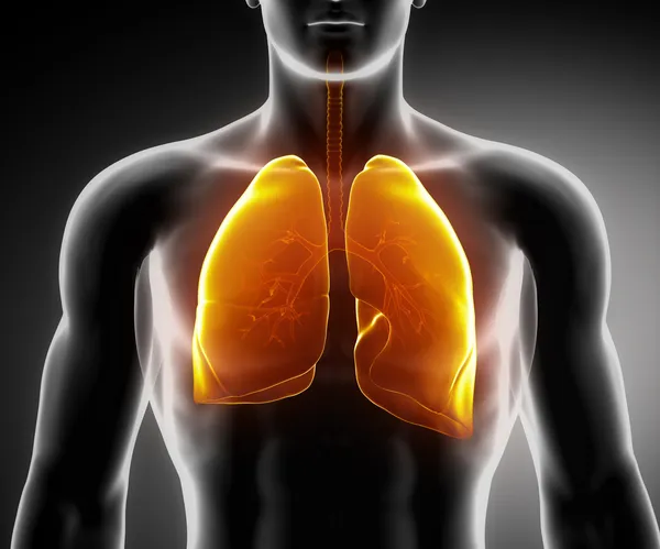 Human respiratory system with lungs and bronchial tree — Stock Photo, Image