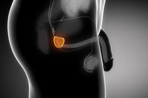 Antenomia da próstata humana com partes do pénis — Fotografia de Stock