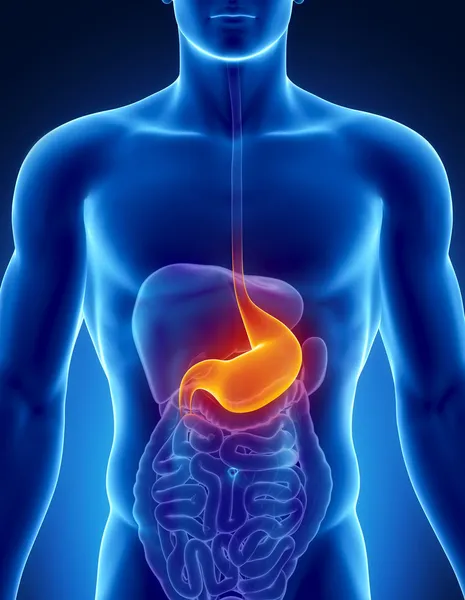 Male stomach - human digestive system — Stock Photo, Image