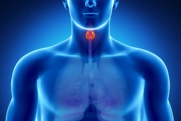 Male thyroid anatomy — Stock Photo, Image