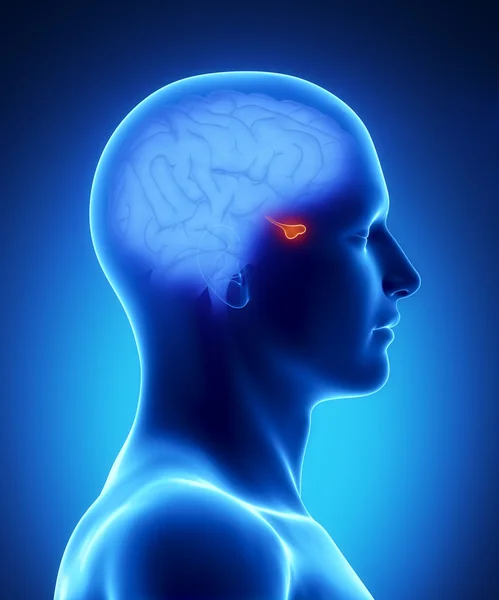 Pituary - część ludzkiego mózgu — Zdjęcie stockowe