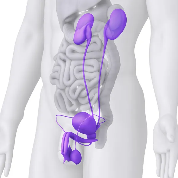 Ilustracja anatomii męskiego układu moczowo-płciowego na biały kąt widzenia — Zdjęcie stockowe