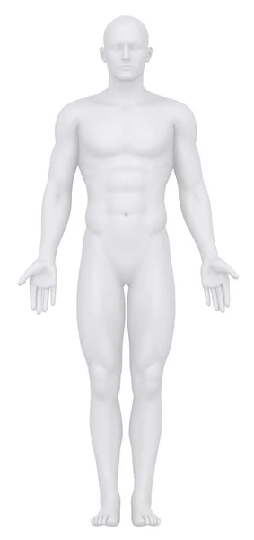 Beyaz bir erkek anatomik pozisyonda izole — Stok fotoğraf