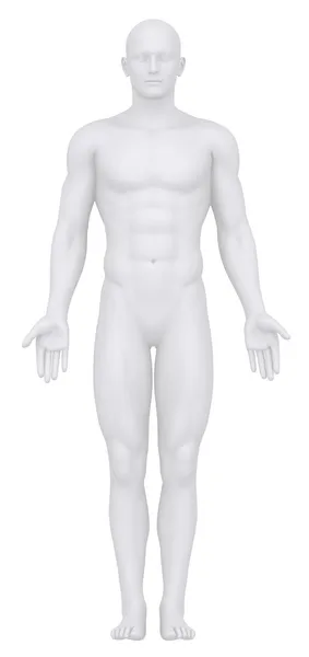 Beyaz bir erkek anatomik pozisyonda izole