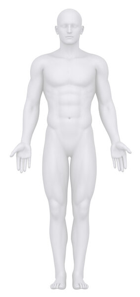 White male isolated in anatomical position