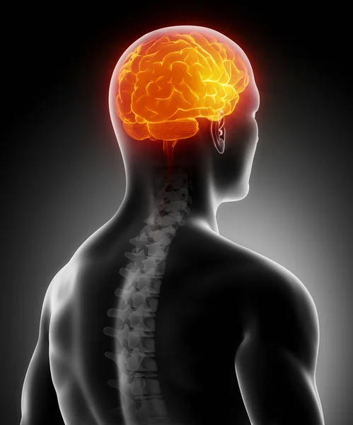 Glowing brain with spine — Stock Photo, Image