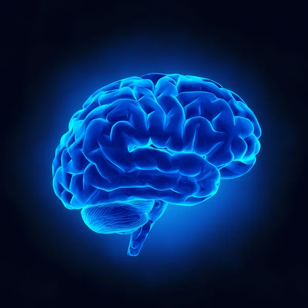 Human brain in x-ray view — Stock Photo, Image