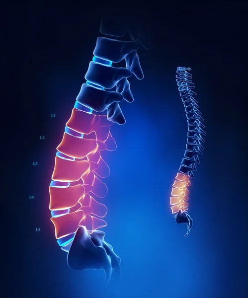 Anatomie bederní páteře v modré detaily — Stock fotografie