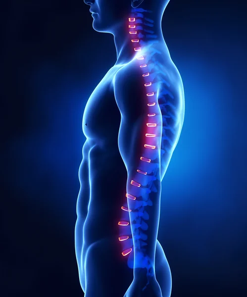 Anatomia do disco intervertebral da coluna vertebral vista lateral — Fotografia de Stock