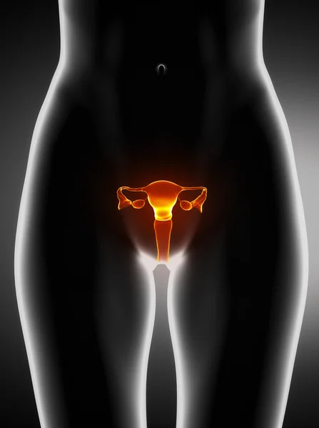 Female uterus anatomy anterior view — Stock Photo, Image