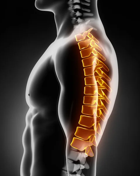 Lateral görünüm sol torasik omurga anatomisi — Stok fotoğraf