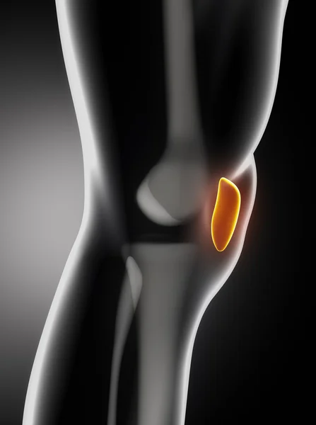 Menselijke knie knieschijf anatomie zijdelingse weergave — Stockfoto