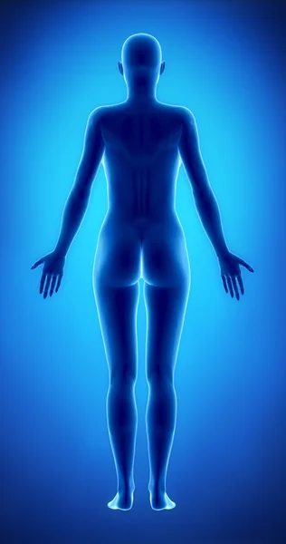 Figura femenina en posición anatómica vista posterior — Foto de Stock