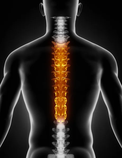 Torasik omurga anatomisi arka görünüm — Stok fotoğraf