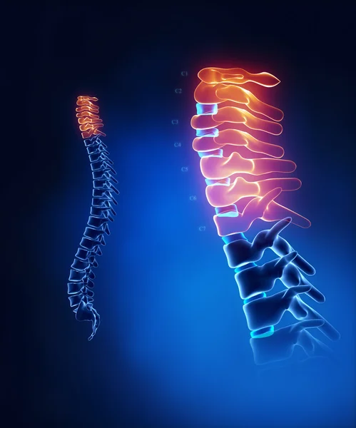 Cervical spine anatomy in detail — Stock Photo, Image