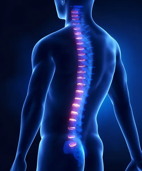 Backbone intervertebral disc anatomy — Stock Photo, Image