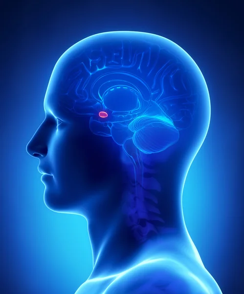 Human brain AMYGDALA - cross section — Stock Photo, Image