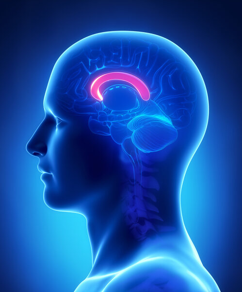 Brain FRONT CORPUS anatomy - cross section