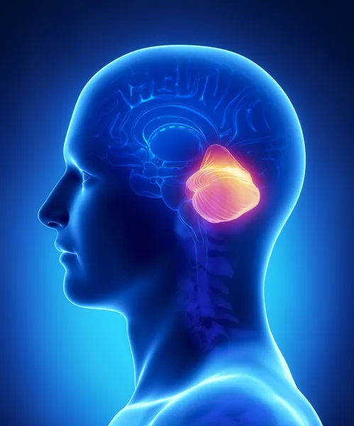 Hersenen cerebellum anatomie - dwarsdoorsnede — Stockfoto