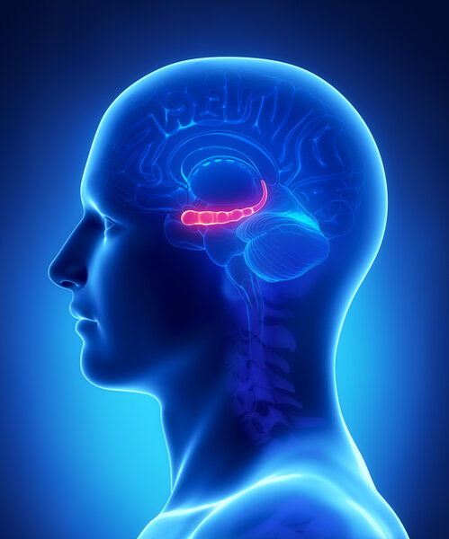 Brain HYPPOCAMPUS anatomy - cross section