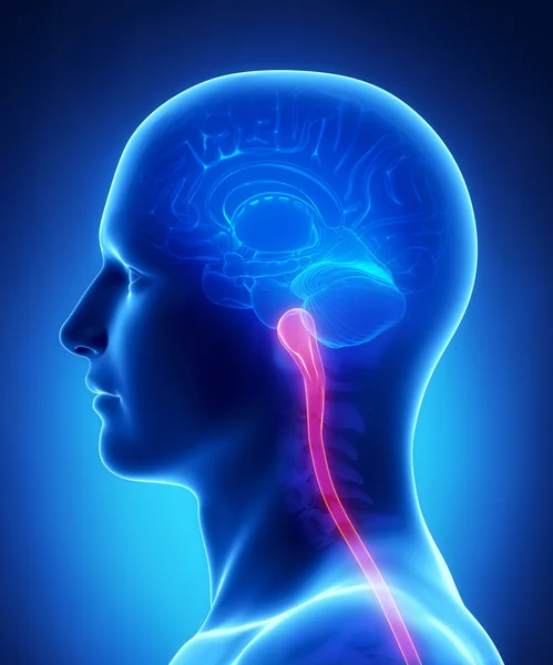 Brain anatomy MEDULLA and SPINAL CORD - cross section — Stock Photo, Image