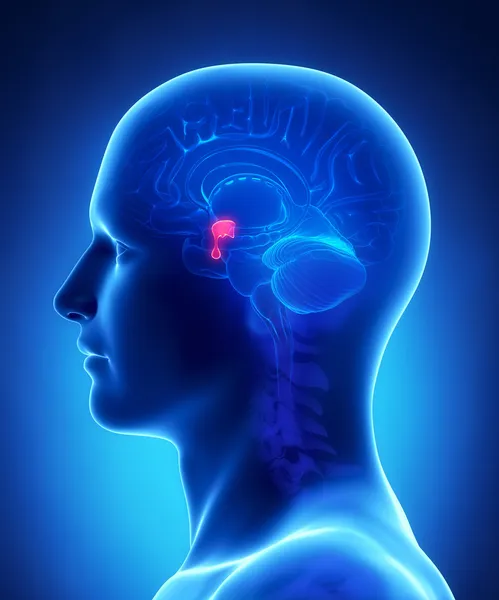 Brain anatomy PITUITARY GLAND - cross section — Stock Photo, Image