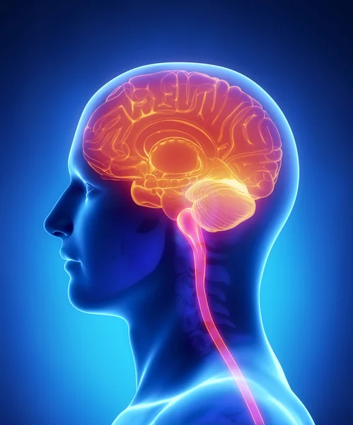 Brain anatomy - cross section — Stock Photo, Image