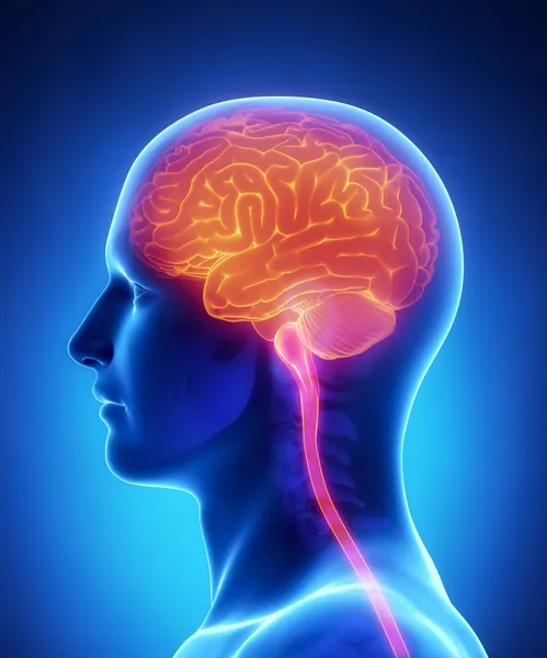 Brain and spinal cord anatomy - cross section — Stock Photo, Image