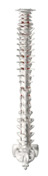 Spine posterior view — Stock Photo, Image