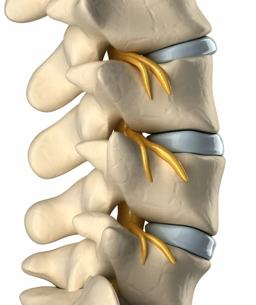 Spinales Nervensystem - Quersicht — Stockfoto