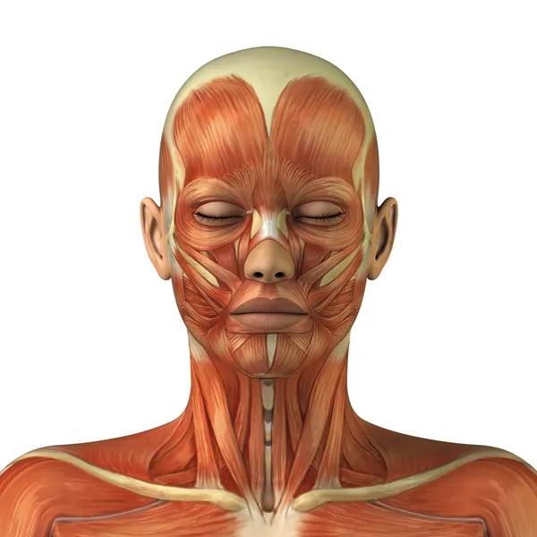 Анатомия женской мышечной системы головы Лицензионные Стоковые Фото