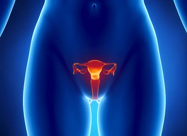 Рентгеновский обзор женской системы REPRODUCTIVE Стоковая Картинка