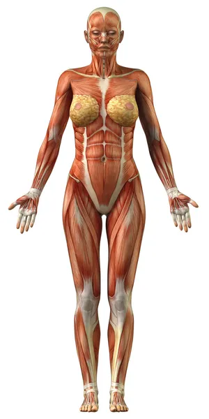 女性的肌肉系统的解剖 免版税图库照片