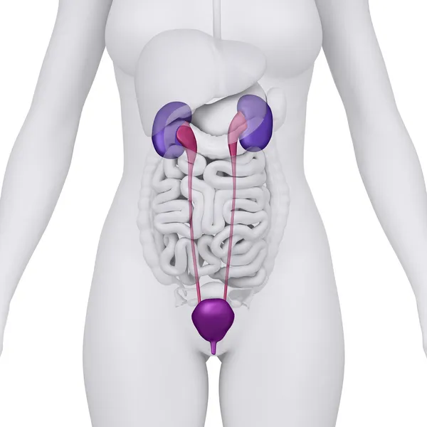 Female urinary tract anterior view — Stock Image Female urinary tract anterior view Stock Picture