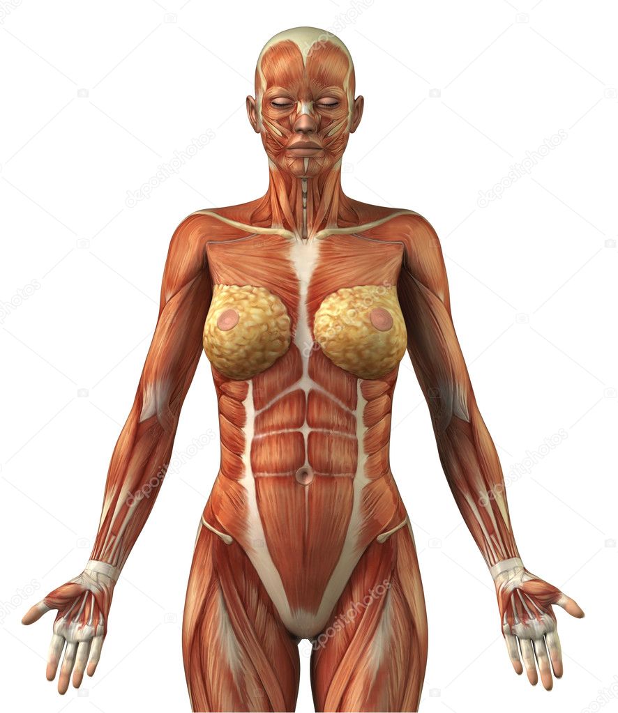 Anatomy of female frontal muscular system