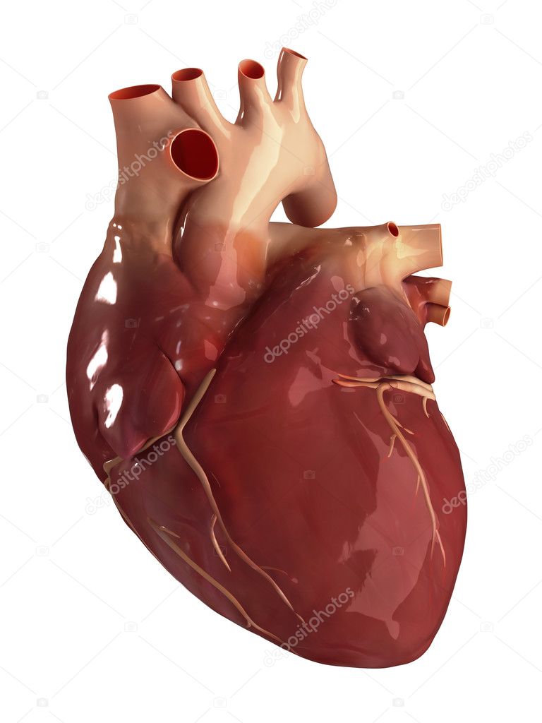 Heart anterior view isolated