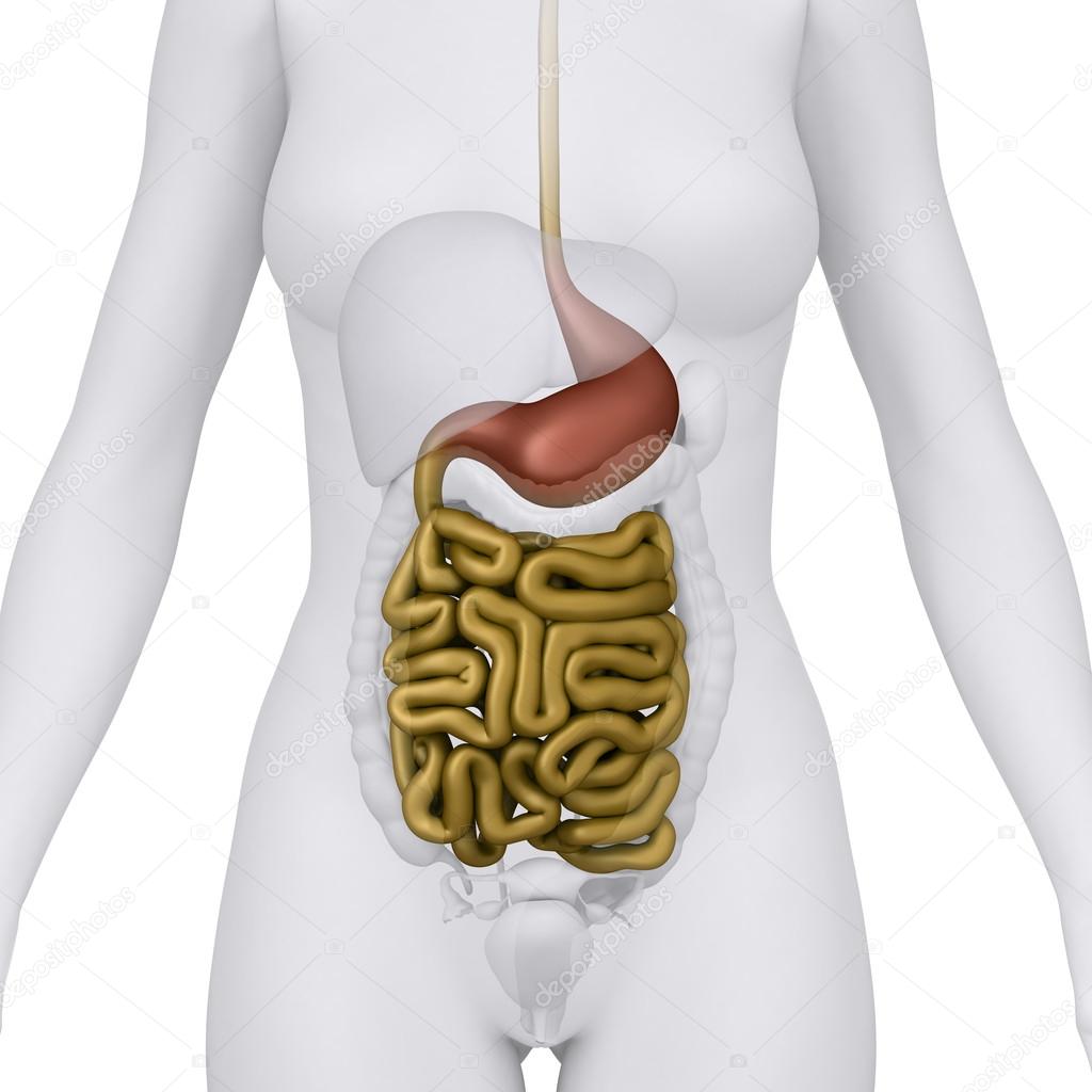 Female digestive organs - anterior view