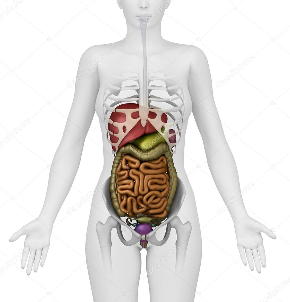 Female abdominal organs - anterior view Stock Photo by ©CLIPAREA 13280765
