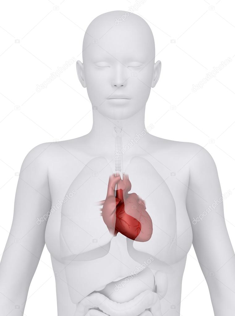 Female Thorax Organs Heart And Coronary Anterior View Stock Photo Image By C Cliparea 13280877