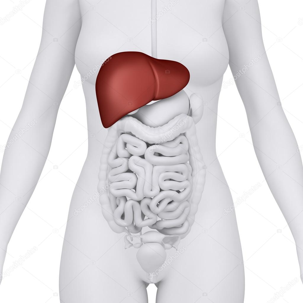 Female liver organ - anterior view