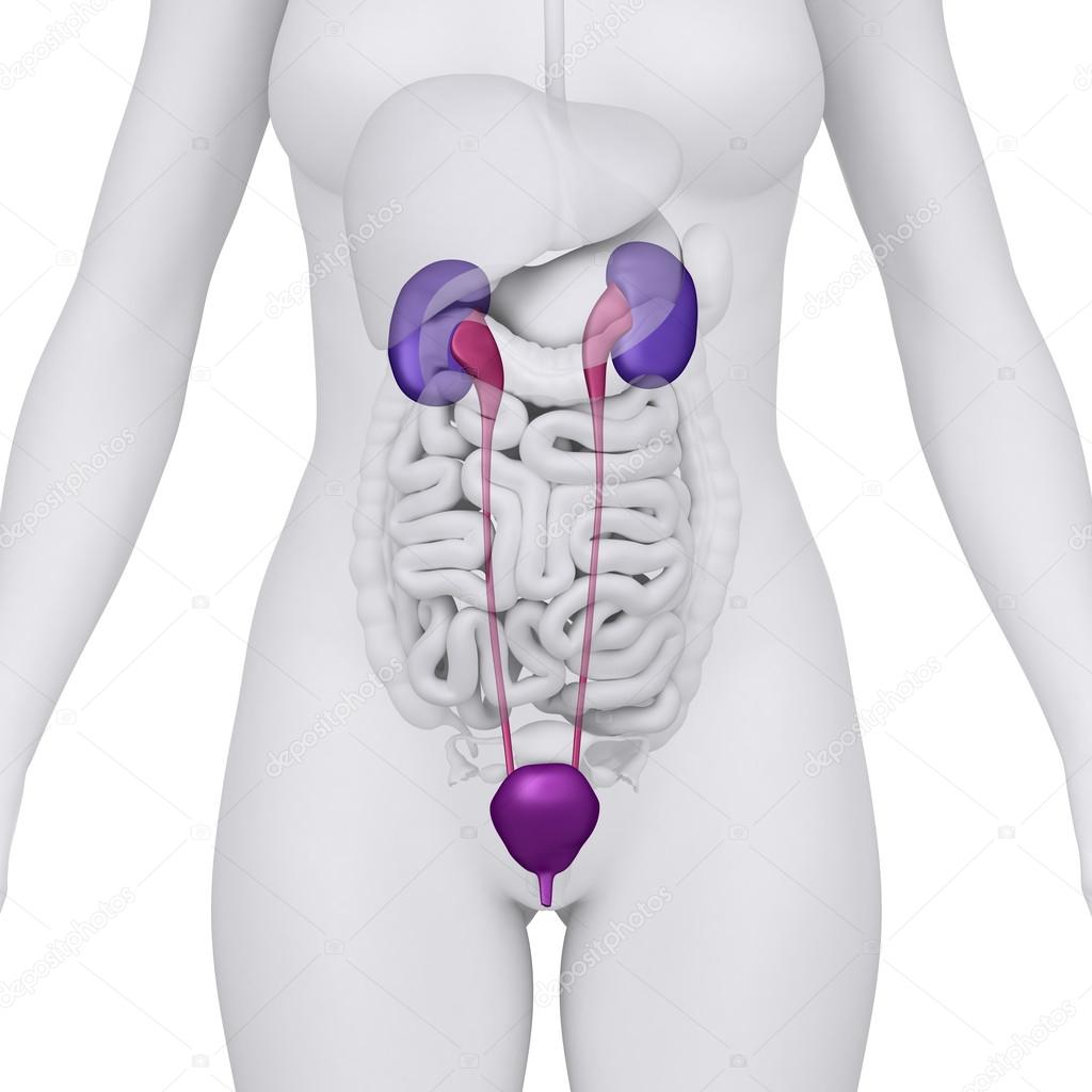 Female urinary tract anterior view