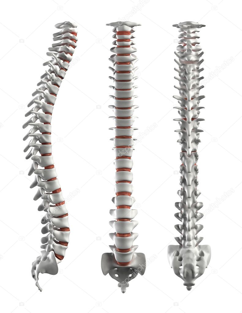 Detailed spine with Intervertebral discs - clipping path