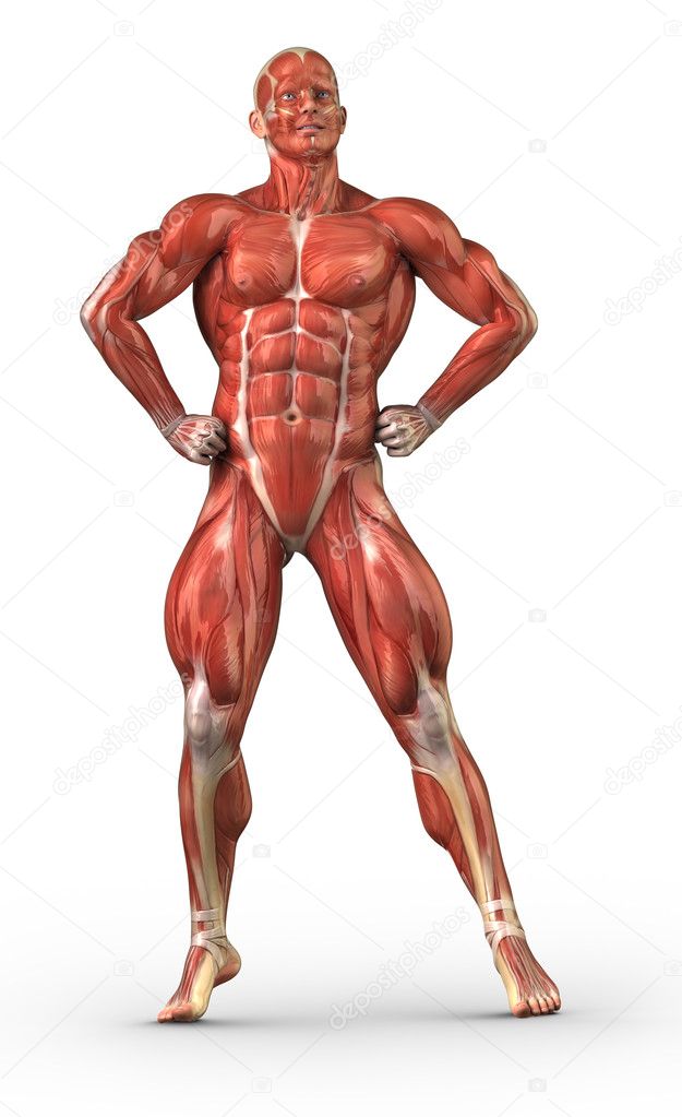 Male anatomy muscular system in body-builder position