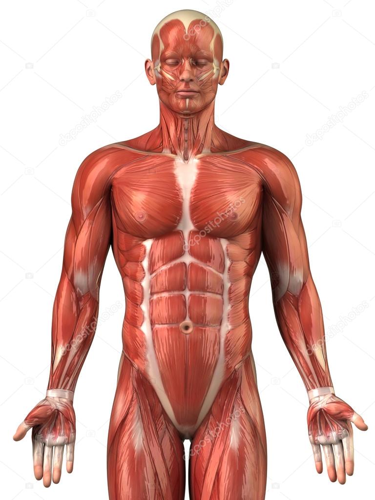 Man muscular system anatomy anterior view
