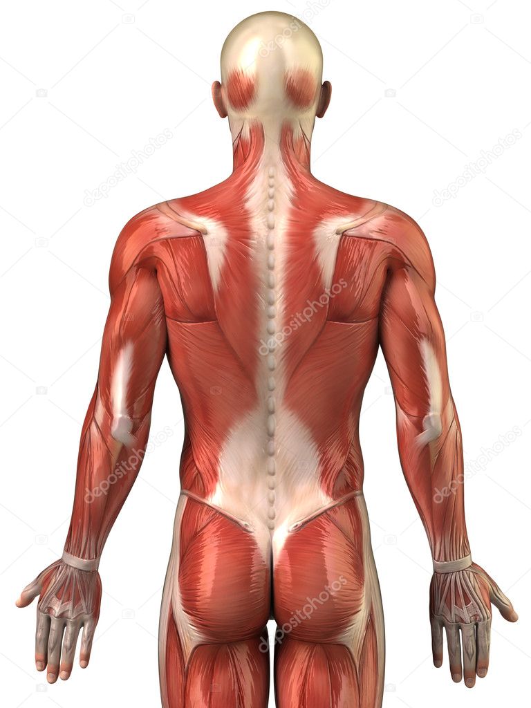 Man back muscular system posterior view